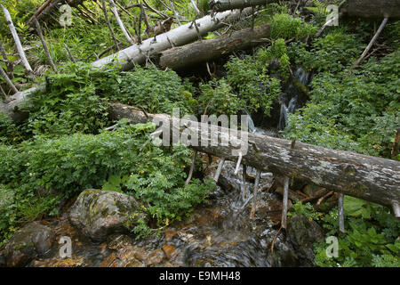 Protected forest Feldberg Black Forest Germany