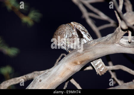 Pearl spotted owlet, Glaucidium perlatum, eating bat, Kgalagadi Transfrontier Park, South Africa Stock Photo