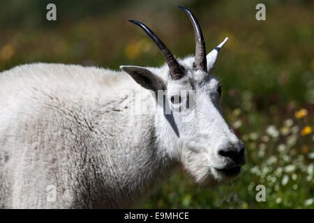 Mountain Goat (Oreamnos americanus), Glacier National Park, Montana, United States Stock Photo