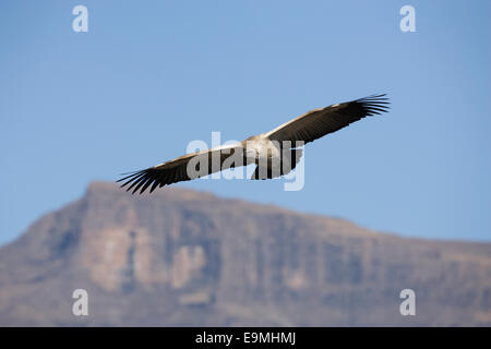 Cape vulture, Gyps coprotheres, Giant's Castle reserve, Kwazulu Natal, South Africa Stock Photo