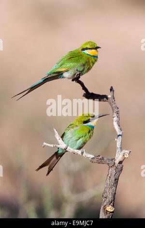 Swallow-tailed bee-eaters, Merops hirundineus, Kgalagadi Transfrontier Park, South Africa Stock Photo