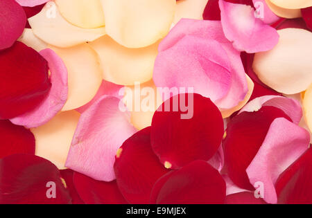 rose petal background Stock Photo