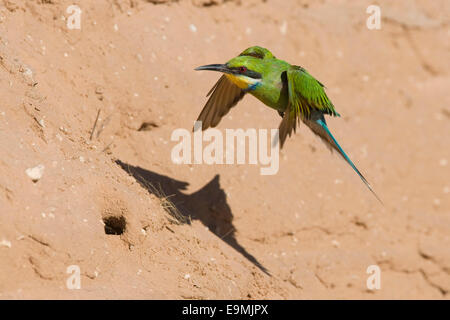 Swallow-tailed bee-eater, Merops hirundineus, in flight, Kgalagadi Transfrontier Park, South Africa Stock Photo