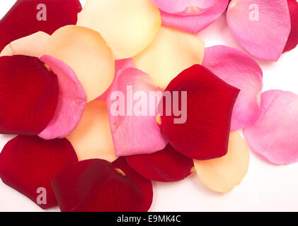 rose petal background Stock Photo