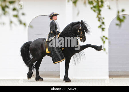 Friesian Horse Woman rider black stallion performing Spanish Walk Germany Stock Photo