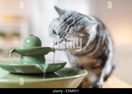 British Shorthair cat Tabby adult drinking from an indoor fountain Germany Stock Photo