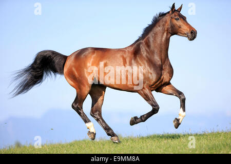 Hanoverian Horse Bay mare galloping grass Switzerland Stock Photo