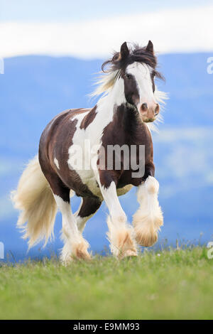 Gypsy Cob Skewbald adult trotting pasture Switzerland Stock Photo