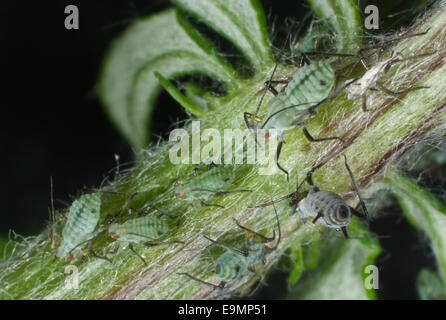 Yarrow aphid, Macrosiphoniella millefolii, on wild mugwort plant, Artemesia vulgaris. Secondary host of this pest of cultivated plants Stock Photo