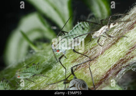 Yarrow aphid, Macrosiphoniella millefolii, on wild mugwort plant, Artemesia vulgaris. Secondary host of this pest of cultivated plants Stock Photo