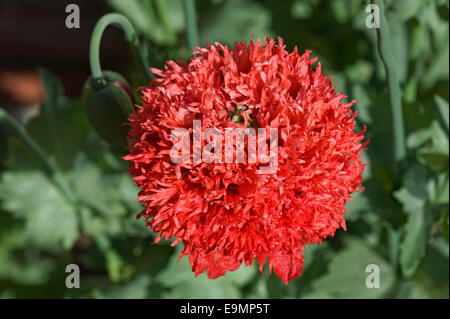 An opium poppy, Papaver somniferum, flowering red ornamental annual Stock Photo