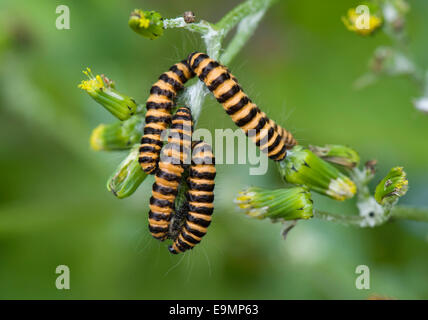 Cinnabar moth, Tyria jacobaeae, caterpillars on groundsel, Senecio vulgaris, a wild garden weed Stock Photo