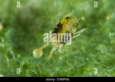 Photomicrograph of adult female two-spotted or red spider mite, Tetranychus urticae, on a tomato leaf Stock Photo