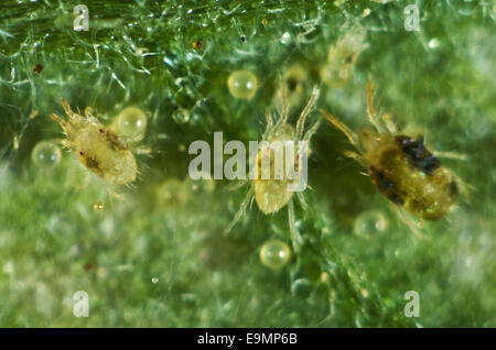 Photomicrograph of adult female and immature two-spotted or red spider mites, Tetranychus urticae, with eggs on a tomato leaf Stock Photo