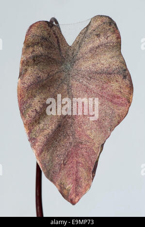 Two-spotted or red spider mite (Tetranychus urticae) damage and webbing on leaves of ornamental house plant Colocasia esculenta Stock Photo