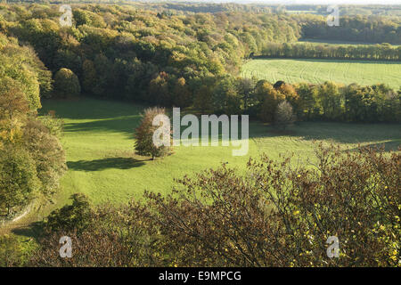 Autumnally forest Stock Photo