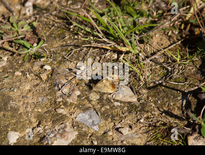 Speckled wood butterfly in autumn sunshine Stock Photo