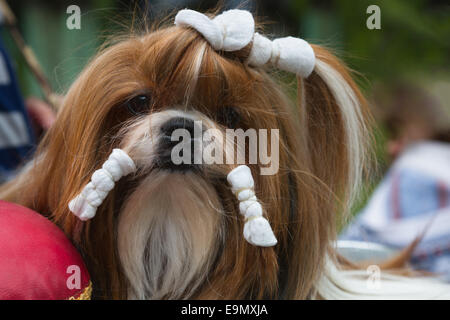 Yorkshire Terrier Stock Photo