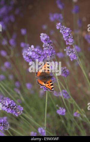 Small Tortoiseshell butterfly in wing on Norfolk Lavender East Anglia, England Stock Photo