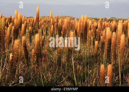 field of foxtail lilies (aka desert candle, Cleopatra Eremurus x isabellinus), Holbeach St Johns, Moulton Fens, Lincolnshire Stock Photo