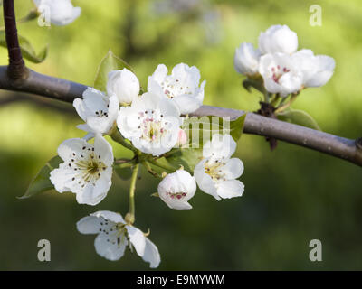 blooming apple tree Stock Photo