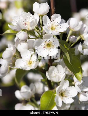 blooming apple tree Stock Photo