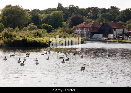 common geese on River Bure, Coltishall, Norfolk Stock Photo