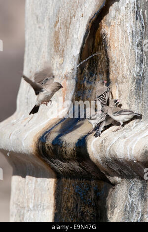 Scaly feathered finches,Sproropipes squamifrons, drinking at leak in water tank, Kgalagadi Transfrontier Park, South Africa Stock Photo