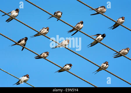 Barn (European) swallows, Hirundo rustica, on wire, Overberg, Western Cape, South Africa