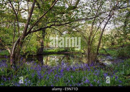 A woodland pond surrounded by a carpet of bluebells in Dorset Stock Photo