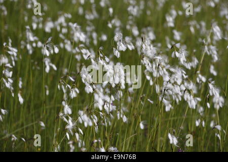 Broad leaved bog cotton Stock Photo