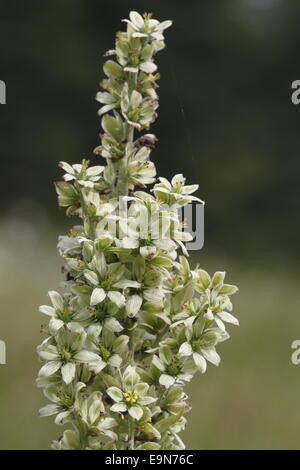 White hellebore Stock Photo