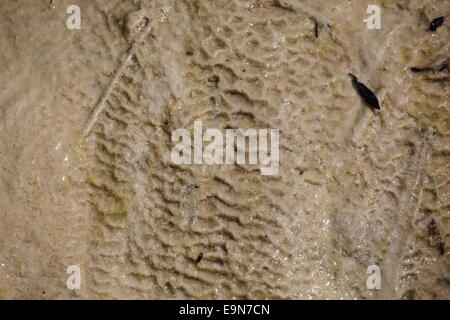 Travertine,Lingenau,calc-sinter