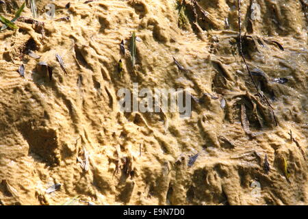 Travertine,Lingenau,calc-sinter