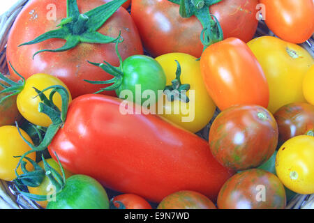 Various tomato cultivars Stock Photo