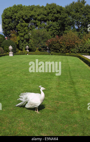 Regal white peacock in luxury park Stock Photo