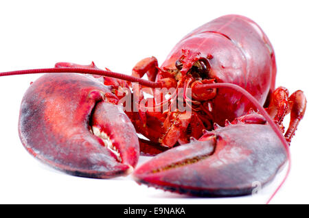 Lobster cooked and isolated Stock Photo