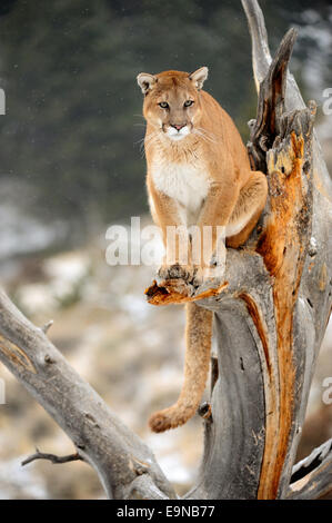 Cougar (Puma concolor)- captive in winter habitat, Bozeman, Montana, USA Stock Photo