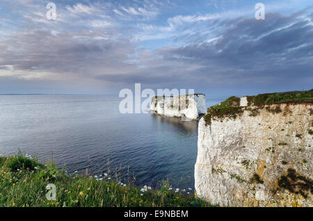 Old Harry Rocks - chalk sea stacks of the coast near Swanage in Dorset Stock Photo