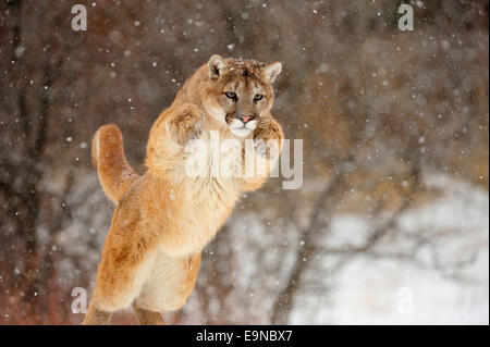 Cougar (Puma concolor)- captive in winter habitat, Bozeman, Montana, USA Stock Photo