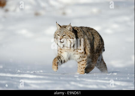 Bobcat (Lynx rufus)- captive, winter habitat, Bozeman, Montana, USA Stock Photo