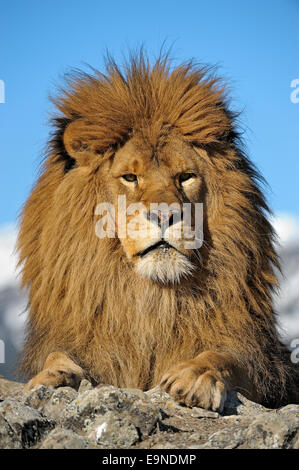 Barbary Lion (Panthera leo leo) - extirpated, captive, Bozeman, Montana, USA Stock Photo