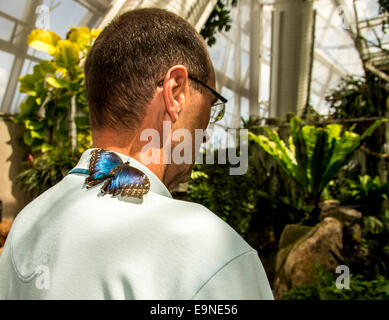 A bright blue butterfly lands on the shoulder of a man in a blue shirt. Stock Photo
