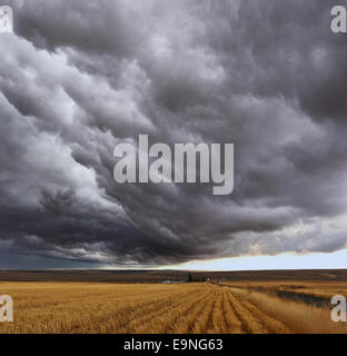 Thunderstorm above fields Stock Photo