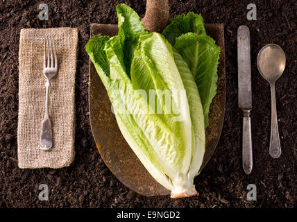 Organic farm to table healthy eating concept on soil background. Stock Photo