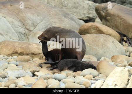 New Zealand sea lion Stock Photo