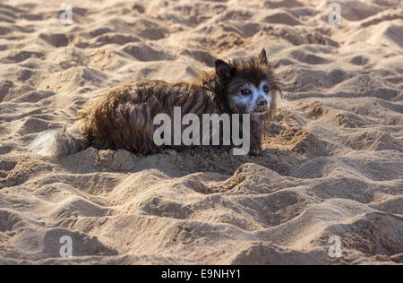 Sad small dog or puppy on sandy beach