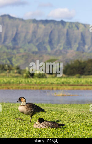 Nene geese in Hanalei Valley on Kauai Stock Photo