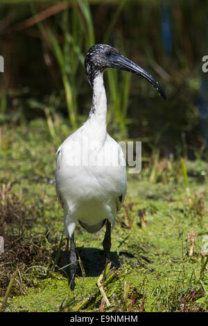 African sacred ibis, Threskiornis aethiopicus, Intaka Island wetland centre, Cape Town, South Africa Stock Photo