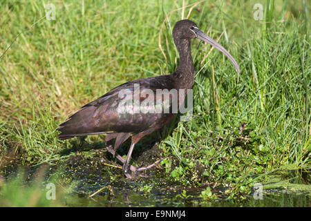 Glossy ibis, Plegadis falcinellus, Intaka Island wetlands, Cape Town, South Africa Stock Photo